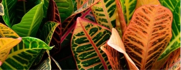 Van de Walle – Lambert