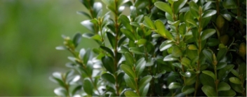 Tuinbouwbedrijf De Vos-Hertschap